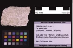 Foto (Objekt + Etiketten) von Decapoda indet. (NHMW-GEO-1990-0041-0053)